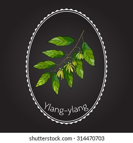 Branch of ylang-ylang with flowers, vector illustration