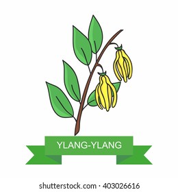 A branch of ylang-ylang flowers, vector illustration, isolated on a white background
