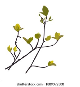 Branch with young leaf sprouts vector stock illustration. Shoots of trees with fresh green foliage. Spring landscape. Isolated on a white background.