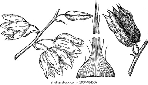 Branch Of Yucca Radiosa, Vintage Illustration. 