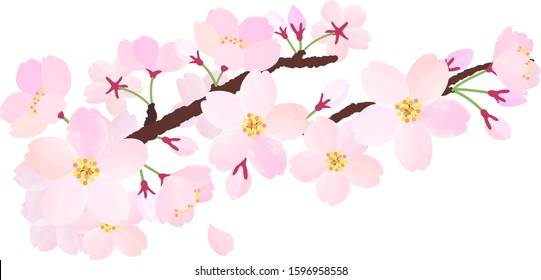 The branche of cherry blossoms