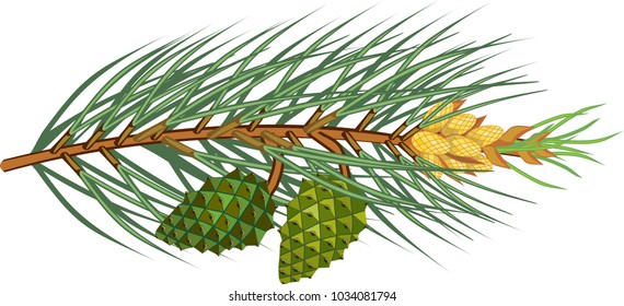 Branche of pine with green needles, yellow male cones and young green cones on white background