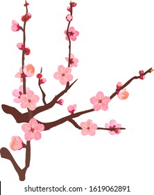 The branche of plum blossoms 04