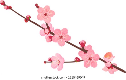 The branche of plum blossoms