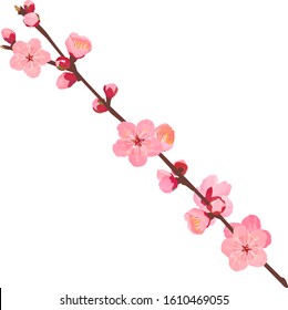 The branche of plum blossoms