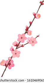 The branche of plum blossoms