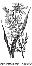 Branched Asphodel or Asphodelus ramosus, vintage engraving. Old engraved illustration of a Branched Asphodel plant showing flowers.