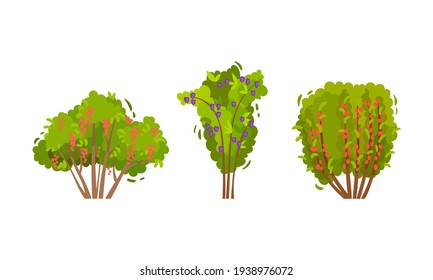 Branched Berry Bush and Shrub with Ripe Fruit Vector Set