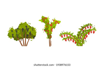 Branched Berry Bush and Shrub with Ripe Fruit Vector Set