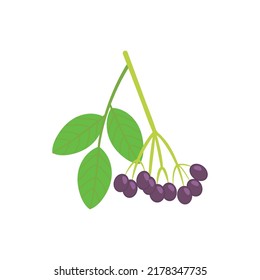 A branched blueberry is shown in a vector illustration.