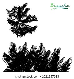 Branches Ailanthus altissima, plants silhouette.
Chinese ash-tree. Detailed vector illustration.