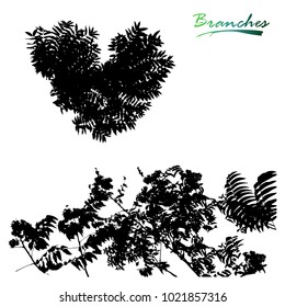 Branches Ailanthus altissima, plants silhouette.
Chinese ash-tree. Detailed vector illustration.