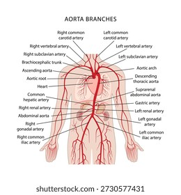 Branches of the aorta. Human circulatory system. Medical illustration of the branches of the aorta with captions in flat style on a white background.