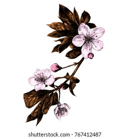 the branches of Apple trees flowers sprouts petals coloured drawing sketch vector graphics