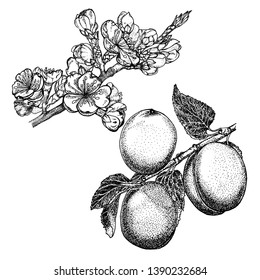 Branches of apricot fruit tree with flowers and fruits. Hand-drawn black and white outline drawing isolated on white background.