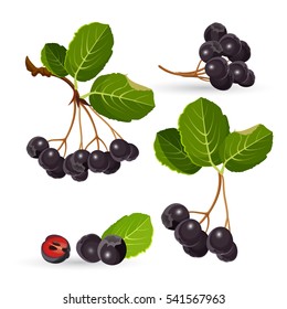 Branches of aronia with green leaves on white. Vector illustrations of black choke berry fruits and separated pile with half of one. Chokeberries cultivated as ornamental plants and as food products