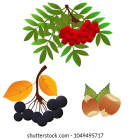 Branches of aronia on white. Vector illustrations of black choke berry fruits. Hazelnuts with leaves isolated on white background. Vector image of red rowan