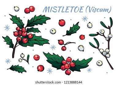 Branches and berries of Holly and mistletoe. Set of vector decorative elements for Christmas and New Year design.