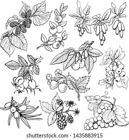 Branches berries line set,blueberry,strawberry,grapes,cherry,sea buckthorn,barberry,black currant,mulberry,dogrose,blackberry, .Hand drawn,Black and white graphics elements.