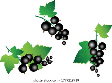 Zweige schwarzes Johannisbeeren mit Blättern - drei Optionen gesetzt. Vektorfarbillustration.