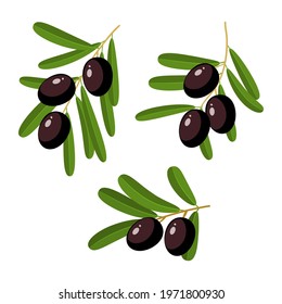 Branches with black olives. Vector illustration of cartoon flat icon set isolated on white background.