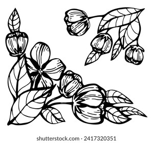 Branches blossoming apple tree sketch. Hand drawn graphics illustration.