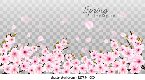 Branches of a blossoming sakura on transparent background. Vector.