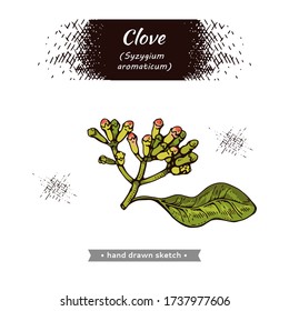 Zweige eines Nelkenbaumes mit Blättern, Knospen und Blumen . Detaillierte handgezeichnete Skizzen, vektorbotanische Illustration.  Für Menü, Label, Verpackungsdesign.