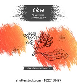 branches of a carnation tree with leaves, buds and flowers . Detailed hand-drawn sketches, vector botanical illustration.  For menu, label, packaging design.
