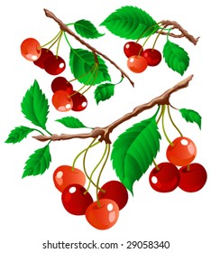 Branches of cherry