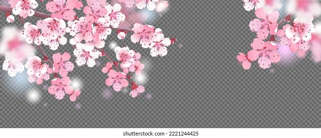 Branches of cherry blossoms on a transparent background. For spring greeting cards and cosmetics packaging. Branches with pink sakura blossoms. Vector illustration.