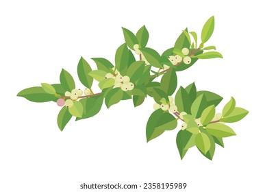 Branches of Chinese Banyan Tree with ripe and raw fruits and green leaves graphic element design on white background.