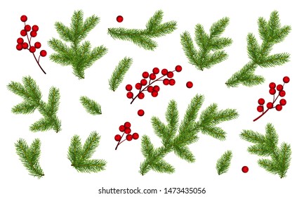 Branches of Christmas tree and bunch of holly berries. Set of Christmas and New Year clip art. Realistic objects isolated on white background. EPS10 vector illustration