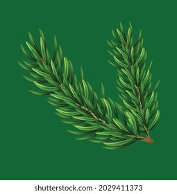 Ramas de un árbol de Navidad. Frontera festiva de navidad de la rama verde del pino