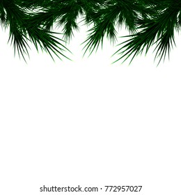 branches of a Christmas tree on a white background