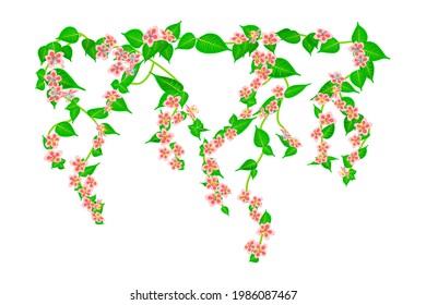 Branches climbing pink rose flower with leaves and buds isolated on white background. Spring or nature plant design. Decor for balcony facades, fence or wall.  Floral pattern.Stock vector illustration