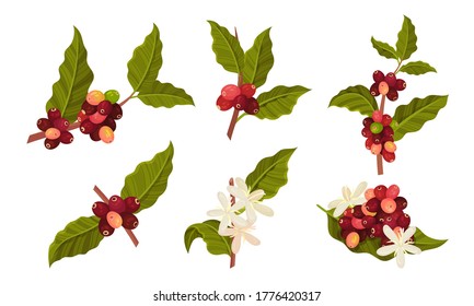 Branches of Coffea Plant with Ripe Edible Fruits Vector Set