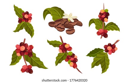 Branches of Coffea Plant with Ripe Edible Fruits Vector Set