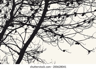 branches with the cones