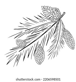 Ramas y conos de pino, abeto, árbol de Navidad. Grabado en un estilo minimalista. Dibujo manual de contorno. Se puede utilizar para la decoración, la impresión en papel y tela, así como en el interior. Vector