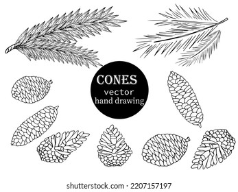 Branches and cones of pine, spruce, Christmas tree. Engraving in a minimalist style. Contour hand drawing. Can be used for decoration, printing on paper and fabric, as well as in the interior. Vector