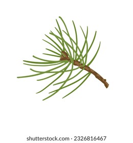 Branches of coniferous spruce, pine, arborvitae. Elements of Christmas and New Year decors. Vector graphics.	