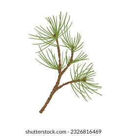 Branches of coniferous spruce, pine, arborvitae. Elements of Christmas and New Year decors. Vector graphics.	