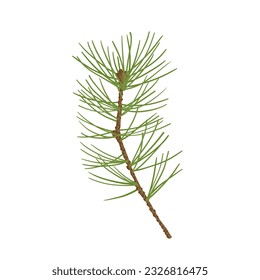 Branches of coniferous spruce, pine, arborvitae. Elements of Christmas and New Year decors. Vector graphics.	