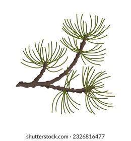 Branches of coniferous spruce, pine, arborvitae. Elements of Christmas and New Year decors. Vector graphics.	