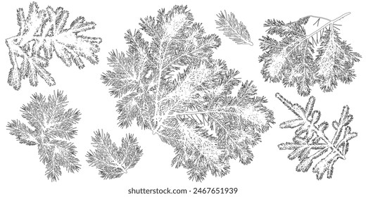 Branches of coniferous trees, set. Contour of spruce and pine branches. Vector illustration
