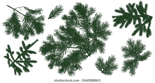 Branches of coniferous trees, set. Silhouette of spruce and pine branches. Vector illustration
