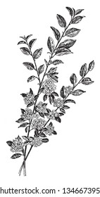 Las ramas de Cotoneaster Hupehensis están esparcidas y es delgada y de 5 pies de largo. Las flores de esta planta están en flor en mayo, junto con la flor y la fruta, ambas son hermosas con el desarrollo