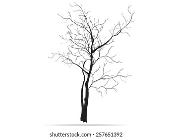 Branches of dead tree