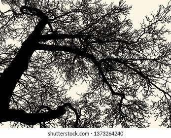 Branches of deciduous tree in the cold season